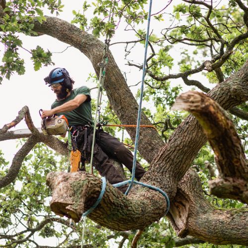 What is the cost of insurance to pay for tree removal after a storm?